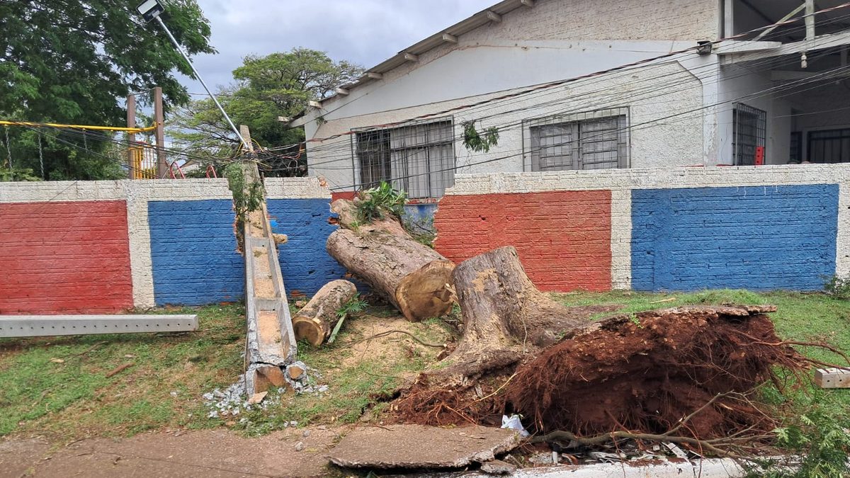 Árvore arrancada pela raiz ao lado de um poste de energia derrubado em Apucarana (PR), depois do temporal de setembro