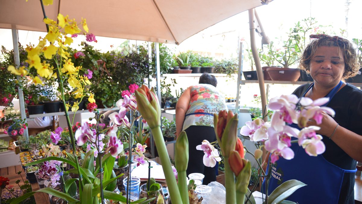 Vendedora arruma orquídeas em banca de flores durante a campanha Compre do Pequeno Negócio, do Sebrae, no Mercado do Produtor Rural, em Brasília, em foto de arquivo